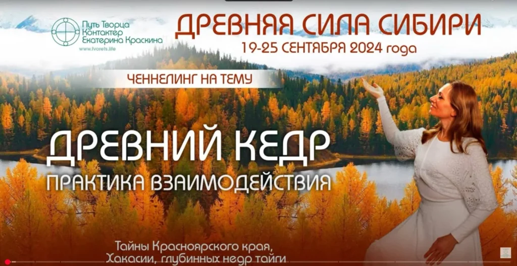 Древний кедр — хранитель силы Земли и природы