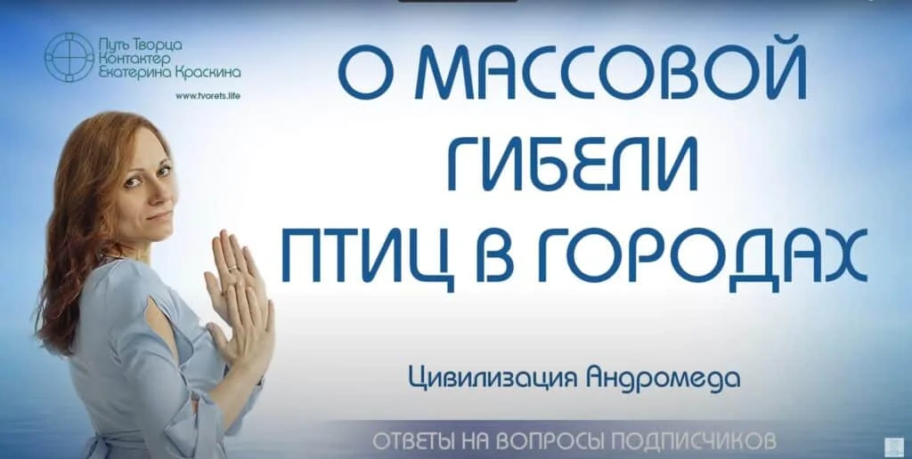 О массовой гибели птиц в городах